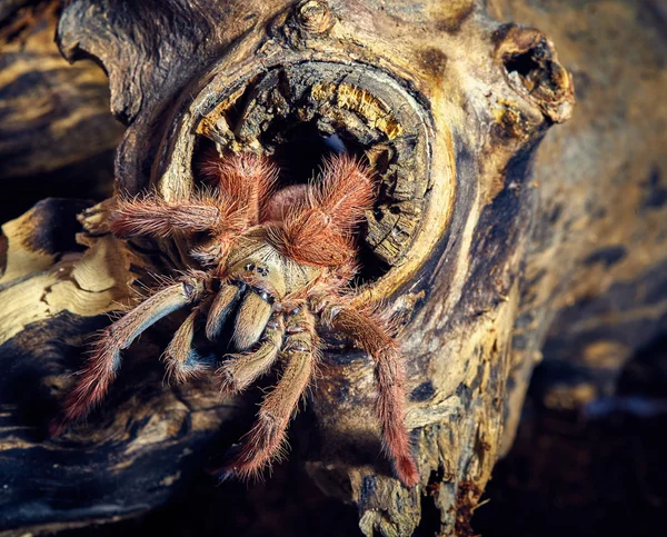 Tarantula Tapinauchenius gigas — Stok fotoğraf