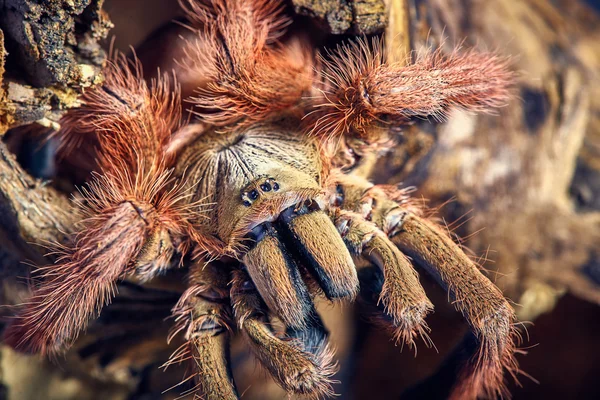 Тарантула Tapinauchenius gigas — стокове фото