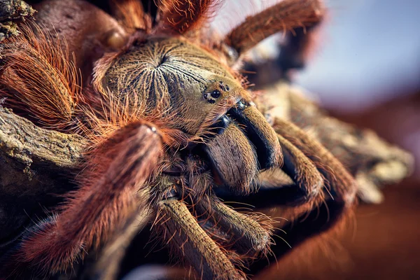 Tarantula Tapinauchenius gigas — Stock Photo, Image