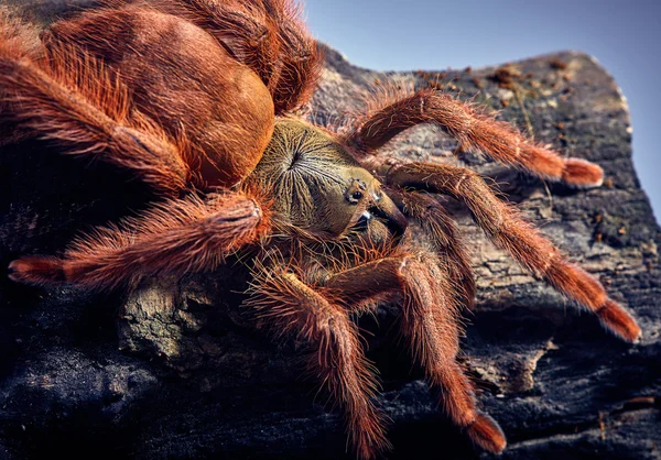 Тарантула Tapinauchenius gigas — стокове фото