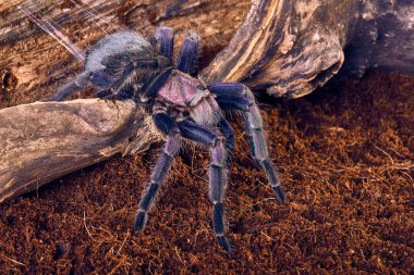 tarantula Phormictopus sp mor