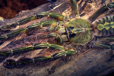tarantula Poecilotheria rufilata clipart