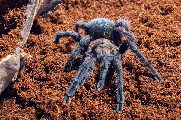 Vogelspinne phormictopus sp violett — Stockfoto