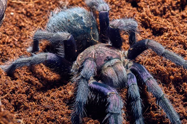 Tarantula Phormictopus sp purple — Stock Photo, Image