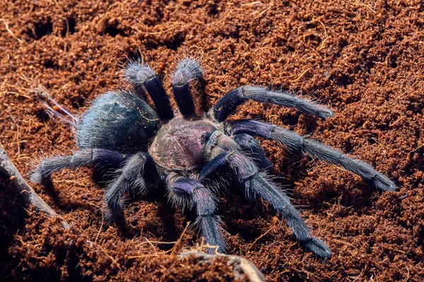 Tarantule Phormictopus sp fialová — Stock fotografie