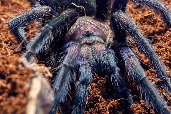 독 거미 Phormictopus sp 보라색 — 스톡 사진