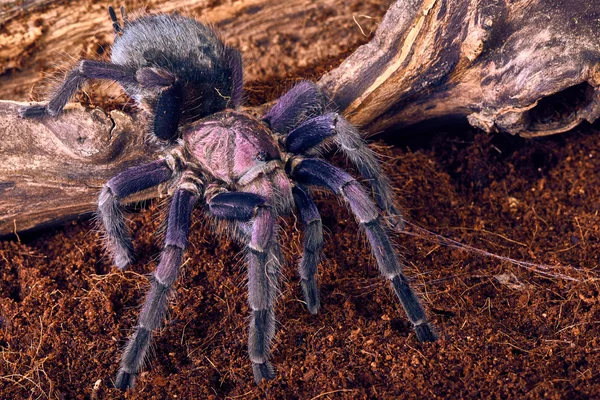 tarantula Phormictopus sp mor