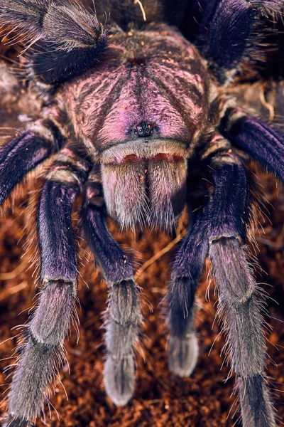 Vogelspinne phormictopus sp violett — Stockfoto