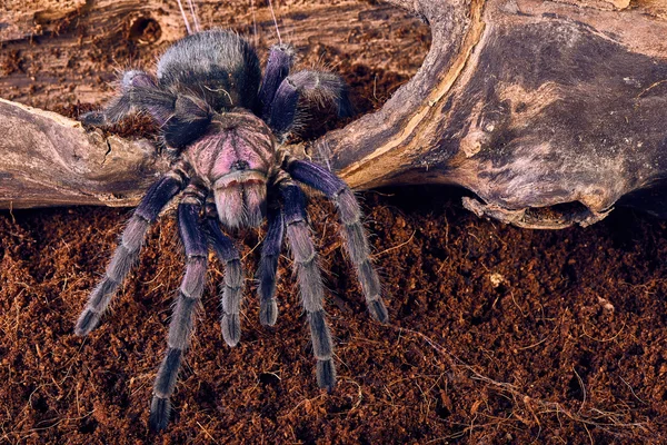 Tarantula Phormictopus sp paars — Stockfoto