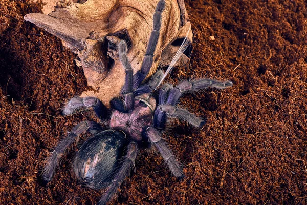 Vogelspinne phormictopus sp violett — Stockfoto