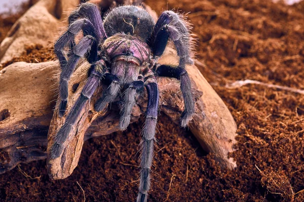 Tarantula Phormictopus sp lila — Stockfoto