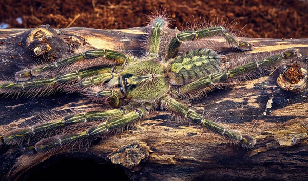 Tarantule Poecilotheria rufilata — Photo