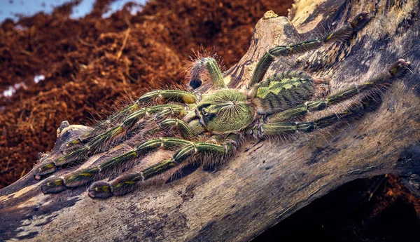 Tarântula poecilotheria rufilata — Fotografia de Stock