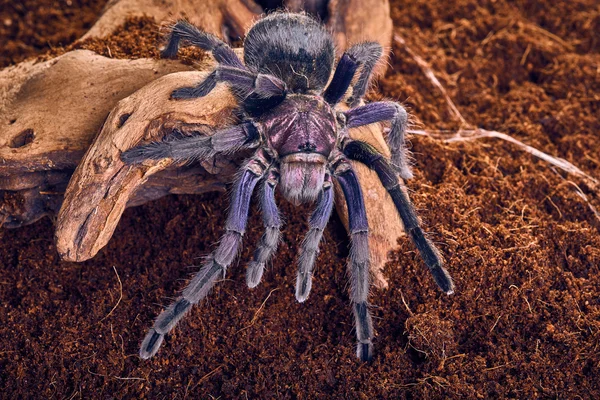 Vogelspinne phormictopus sp violett — Stockfoto