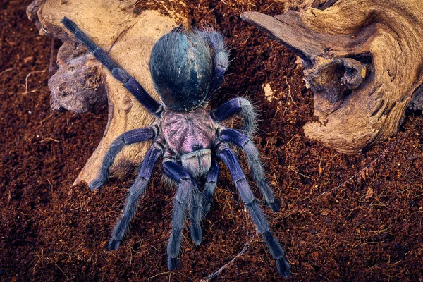 Tarantula Phormictopus sp purple — Stock Photo, Image