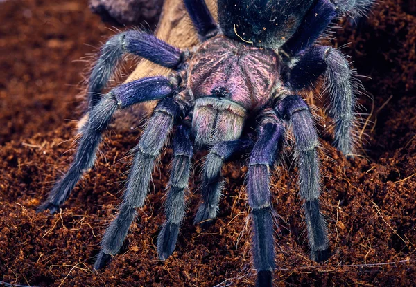 Vogelspinne phormictopus sp violett — Stockfoto