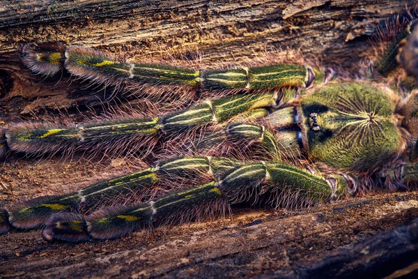 Tarantula Poecilotheria rufilata — Φωτογραφία Αρχείου