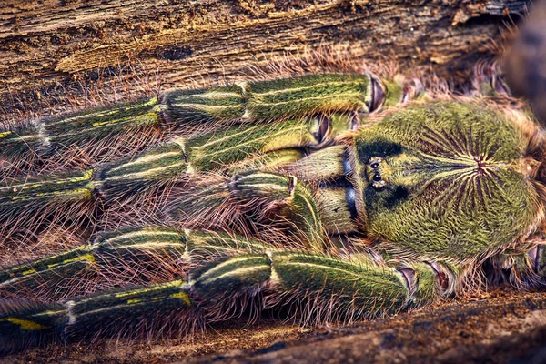 Tarantula Poecilotheria rufilata — Stock Fotó