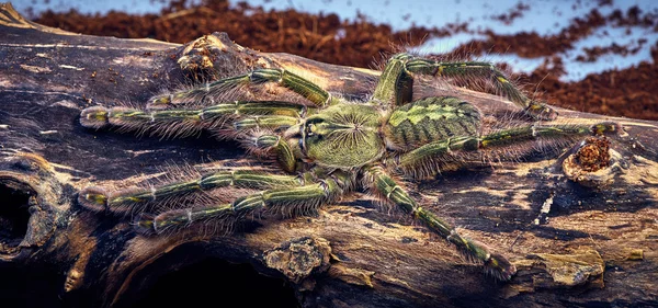 독 거미 Poecilotheria rufilata — 스톡 사진