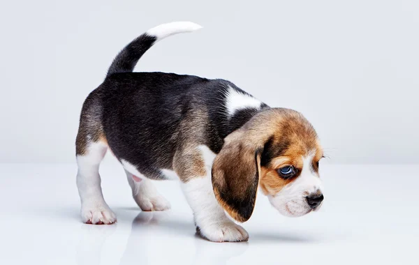 Perrito beagle sobre fondo blanco —  Fotos de Stock