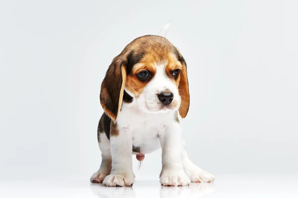 Perrito beagle sobre fondo blanco —  Fotos de Stock