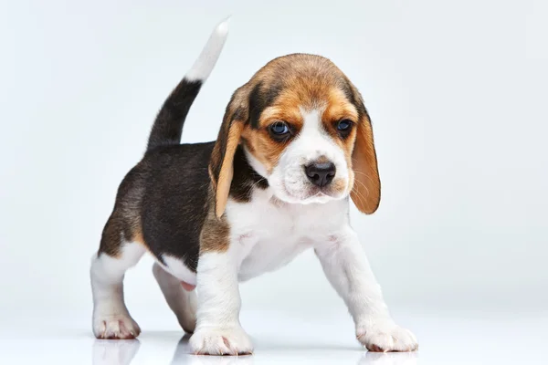 Perrito beagle sobre fondo blanco —  Fotos de Stock