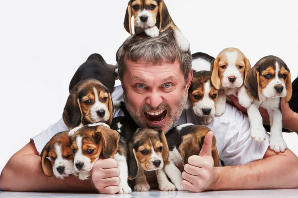 O homem e o grande grupo de cachorros de um beagle — Fotografia de Stock