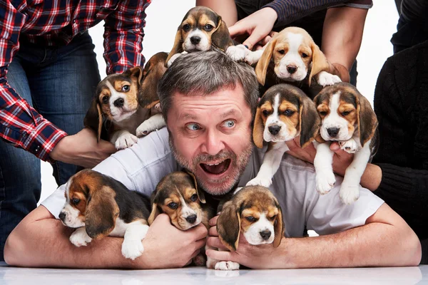 Az ember és a nagy csoportja a beagle kölykök — Stock Fotó