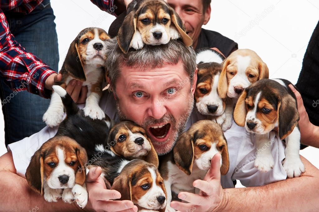 The man and big group of a beagle puppies — Stock Photo