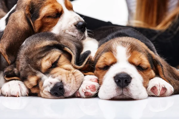 Beagle Puppies, slipping in front of white background — Stock Photo, Image