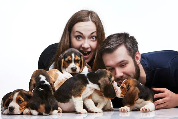O homem, a mulher e o grande grupo de cachorros de um beagle — Fotografia de Stock