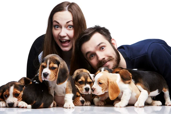 The man, woman and big group of a beagle puppies — Stock Photo, Image