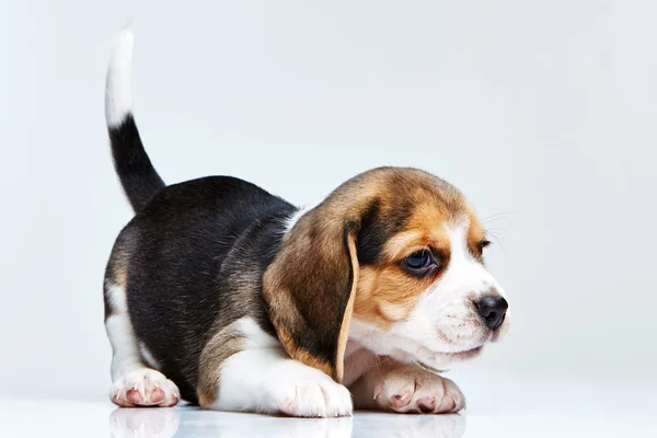 Beagle κουτάβι σε λευκό φόντο — Φωτογραφία Αρχείου