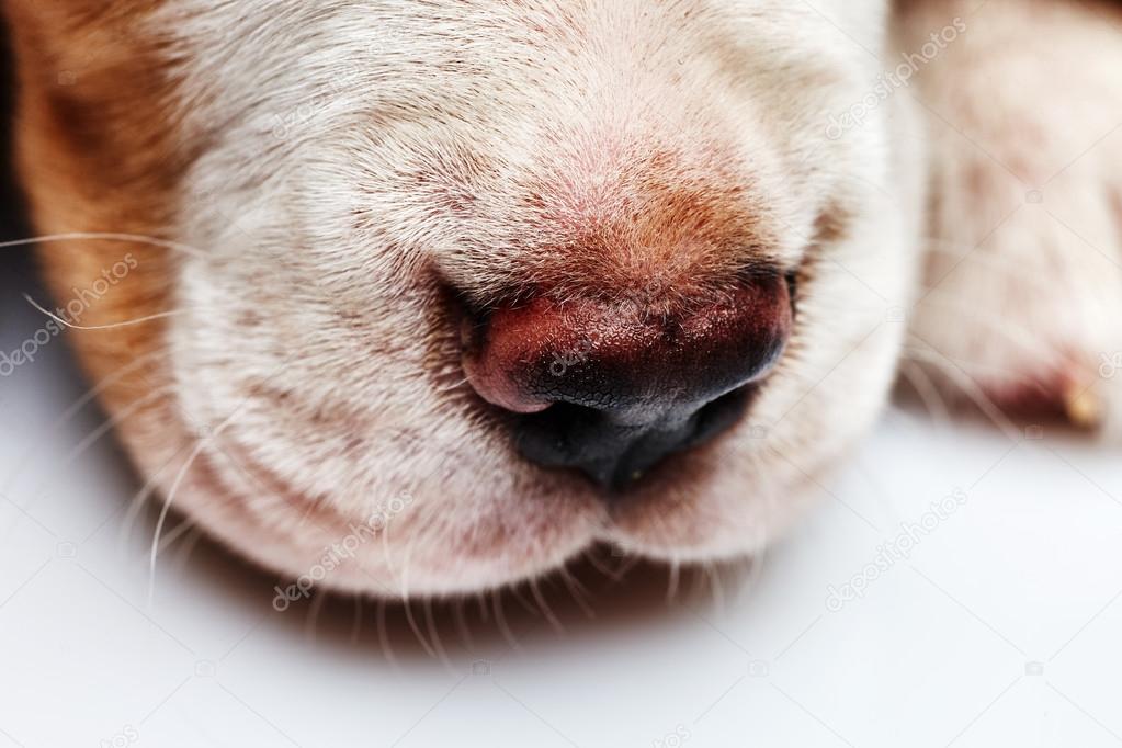 Nose of cute Beagle puppy