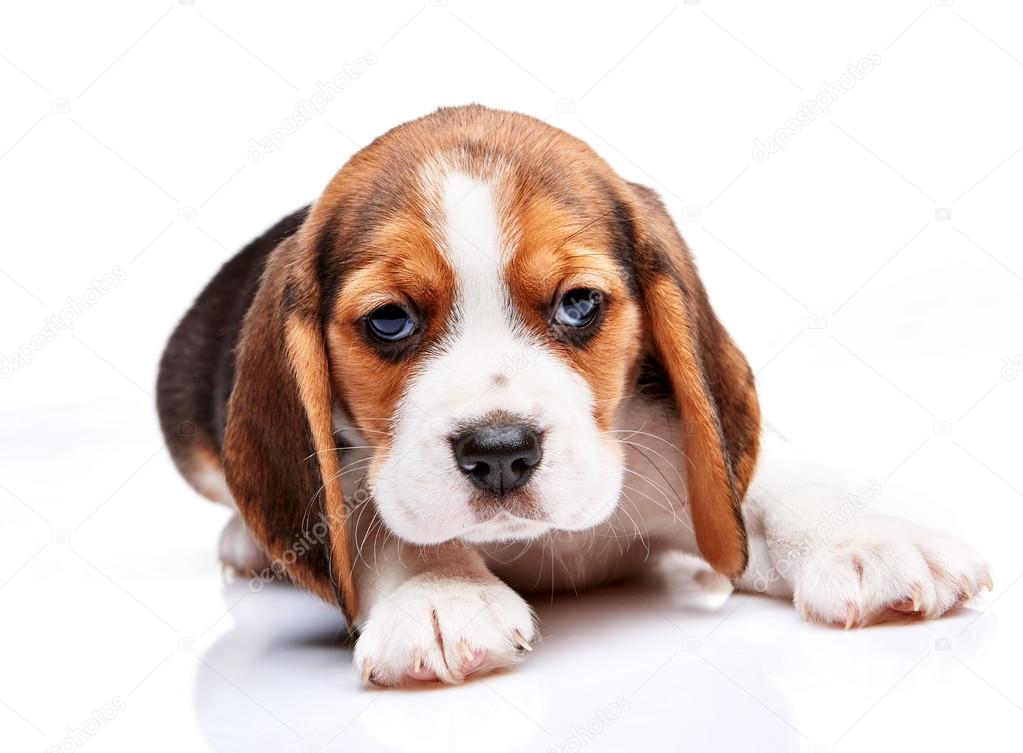 Beagle puppy on white background