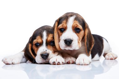 Beagle yavru beyaz arka plan üzerinde