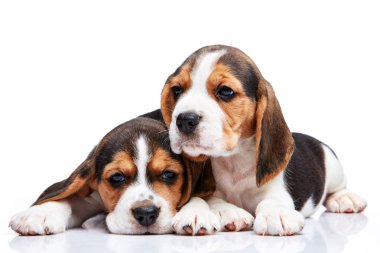 Beagle yavru beyaz arka plan üzerinde