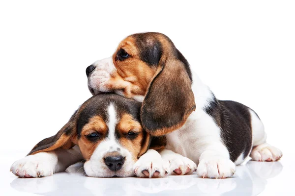 Beagle cuccioli su sfondo bianco — Foto Stock