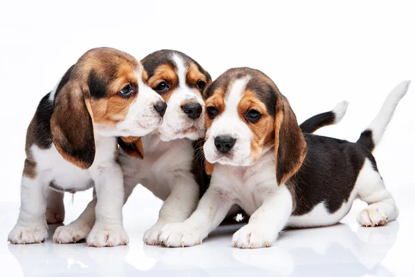 Beagle yavru beyaz arka plan üzerinde — Stok fotoğraf