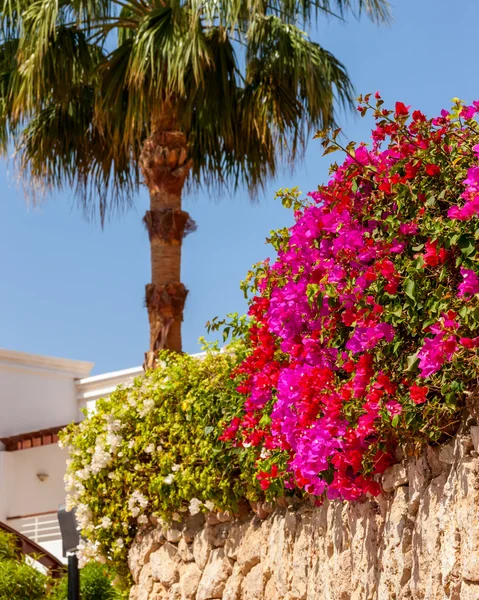 Pink bougainvillea, Sharm el Sheikh, Egypt. — Stock Photo, Image