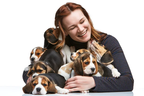 A mulher e o grande grupo de cachorros de um beagle — Fotografia de Stock