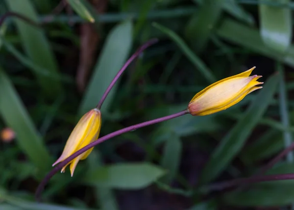 Żółty tulipan dziki w jego naturalnym środowisku — Zdjęcie stockowe