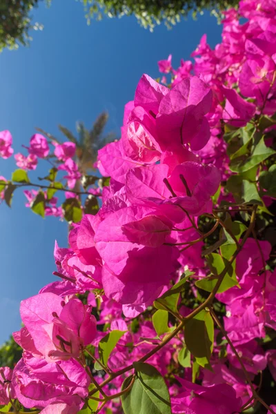 Pink bougainvillea, Sharm el Sheikh, Egypt. — Stock Photo, Image