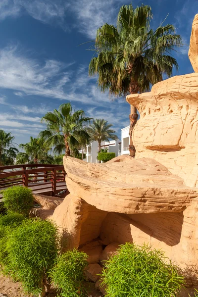 The tropical garden in Egypt. — Stock Photo, Image