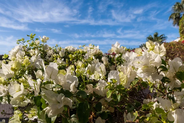 White bougainvillea, Sharm el Sheikh, Egypt. — Stock Photo, Image