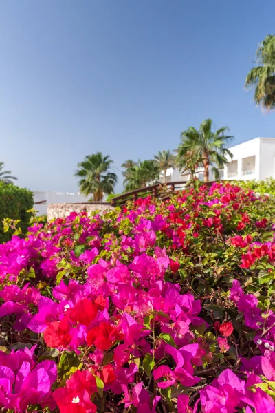 Beauty Pink Bougainvillea Background Blue Sky Sharm Sheikh Egypt — Stock Photo, Image