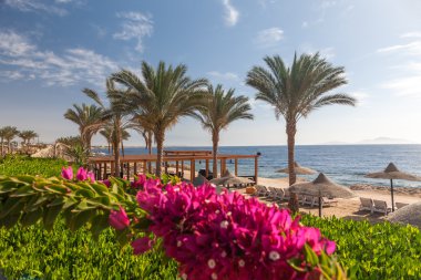 Lüks hotel, Sharm el Sheikh, Mısır vasıl belgili tanımlık kıyı. ön plan çiçek açan Begonvil
