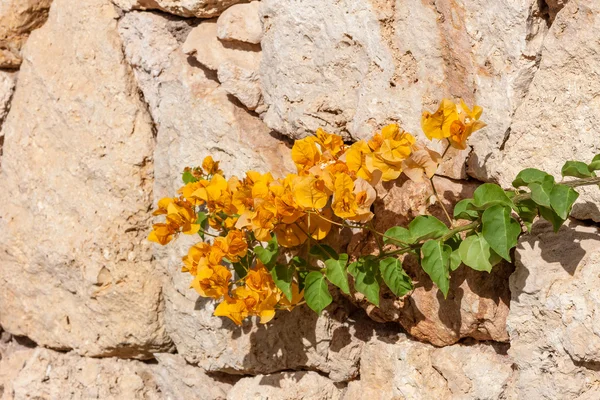 Yellow bougainvillea, Sharm el Sheikh, Egypt. — Stock Photo, Image
