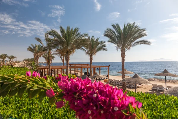 Beach Luxury Hotel Sharm Sheikh Egypt Foreground Blooming Bougainvillea — Stock Photo, Image