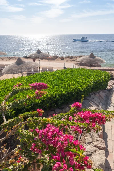 Beach Luxury Hotel Sharm Sheikh Egypt Foreground Blooming Bougainvillea — Stock Photo, Image